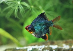 Green short body tiger barb (Sumatra barb) is swimming in freshwater aquarium. Puntigrus tetrazona is freshwater ornamental fish.
