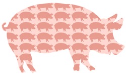 Pig Pork Pattern. Silhouettes of pigs background. Isolated vector on white background.