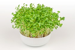 Daikon radish, microgreens in a white bowl. Fresh and ready to eat, sprouted Japanese radish. Green shoots, seedlings, young plants and leaves of true daikon, Raphanus sativus. Close up, food photo.