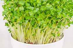 Daikon radish, microgreens in a white bowl. Fresh and ready to eat, sprouted Japanese radish. Green shoots, seedlings, young plants and leaves of true daikon, Raphanus sativus. Close up, food photo.