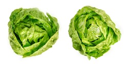 Two Romaine lettuce hearts, from above. Cos lettuce, tall lettuce heads of sturdy dark green leaves with firm ribs down their centers. Lactuca sativa longifolia. Isolated over white, macro food photo.