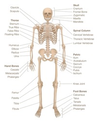 Human skeleton chart. Labeled skeletal system with named bones, skull, spinal column, pelvic, thorax, ribs, sternum, hand and foot bones, clavicle, scapula and more. Vector illustration.
