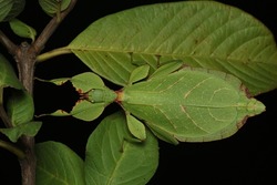 Camouflage Leaf Insect (Phyllium letiranti)