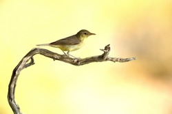 Melodious warbler on a branch near a natural lagoon with the first light of dawn in a Mediterranean forest