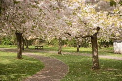 View of an empty wooden bench next to a path covered in flower petals under white Cherry Blossom trees in a sunny day of Spring in Princess Street Gardens, Edinburgh, Scotland, UK