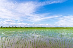 Rice field after rice planting in Japan