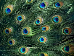 Mobile photo of beautiful peacock tail. Green shimmer feathers of male indian bird. Eye ornament detail. Exotic paradise plumage. Close up background.