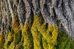 the texture of the wood overgrown with moss