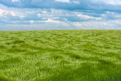 Natural green grass with the waves of wind rolling through the field of wheat under the blue cloudy sky