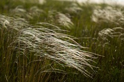 Feather grass growing in the field. Wild meadow. Fluffy grass. White feather grass.