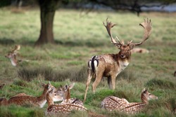 Fallow Deer Stag with his Does during the autumn rut