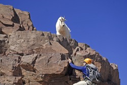 Lone mountain climber and Mountain Goat on Pyramid Peak, Colorado