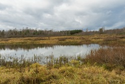 A field with withered, bent grass is flooded with water after rains. Shrubs and forest without foliage. Sky with large rain clouds. Gloomy autumn landscape