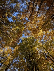 Looking up to a serene autumnal forest canopy in Vitosha National Park, Bulgaria