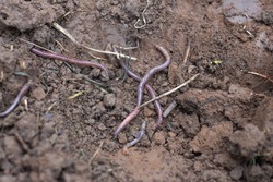 
Earthworms that decompose the humus in the soil