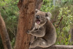 An Australian native Koala sitting in a tree yawning widely