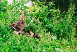 Ducks in nature. A family of ducks in the grass. Ducklings near the lake. Waterfowl in the natural environment