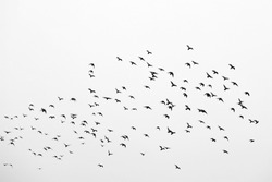 Flock of birds in free flight