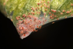 Super macro photo group of Red Spider Mite infestation on vegetable. Insect concept.