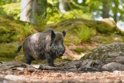 Sus scrofa. Beautiful portrait of a wild boar in the nature habitat.
