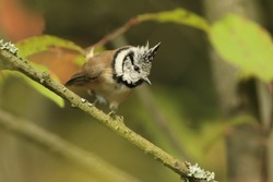 Crested tit sitting on the branch. Portrait of a tit with crest. Lophophanes cristatus