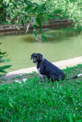 The dog sits on the banks of the river