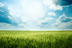 Green rye in field on a sunny day, Europa