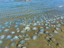 jellyfish on the beach