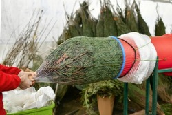 Salesman being wrapped up a cut Christmas tree packed in a plastic net