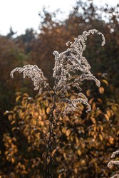 the overblown Goldenrod flower (Solidago) 