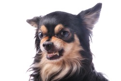 Angry chihuahua dog growls and scraggles
