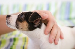 Jack russel terrier puppy is lying on the bed with colorful linens and the human's hand stroking dog, confidence trust concept, love between dog and human, soft focus, blur hand