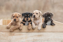 American staffordshire terrier puppies sitting in a box