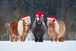 Three funny miniature shetland breed ponies dressed in Christmas Santa hats standing in a row on the snowy field in winter. Pet at Christmas.