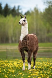 Llama standing on the field with dandelions