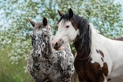 Two horses standing together in the blooming garden in summer