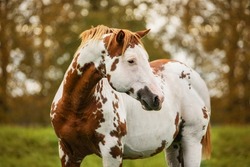 Portrait of american paint horse in autumn