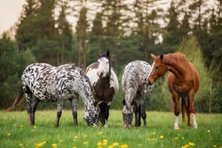 Herd of horses in the field with flowers