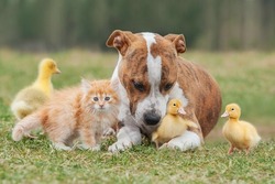 Group of pets together outdoors in summer. Little kitten, dog and
ducklings.