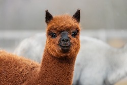Lovely baby alpaca. South American camelid.