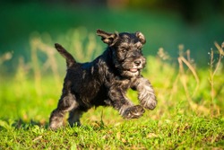 Miniature schnauzer puppy running