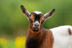 Little lovely baby goat in summer. Farm animals.