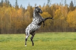 Beautiful appaloosa horse rearing up in the field in autumn