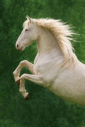 Beautiful andalusian breed horse rearing up 
