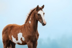 Young horse in a foggy morning