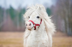 Portrait of white shetland pony with long mane