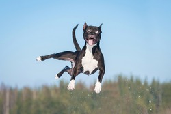 Funny american staffordshire terrier dog with crazy eyes flying in the air