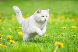 White british shorthair cat running outdoors