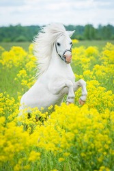 White shetland pony rearing up on the field with yellow flowers