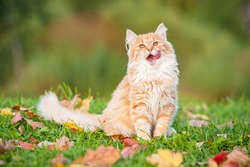Little funny cat sitting outdoors in autumn